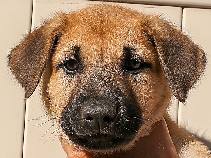 chinook puppy